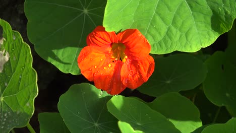 Flor-De-Capuchina-Naranja-De-Irlanda