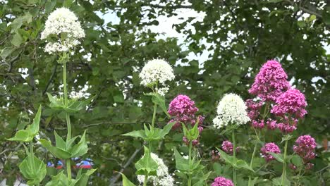 Irlanda-Flores-Rosadas-Y-Blancas-De-Centranthus-Ruber-O-Valeriana-Roja