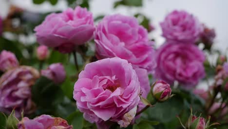 Irland-Rosa-Rosen