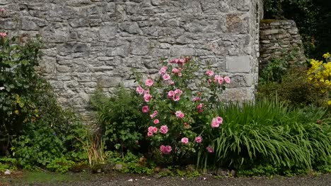 Irland-Rosen-Blühen-An-Einer-Steinmauer