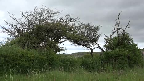 Irlanda-El-árbol-De-Espinas-Burren