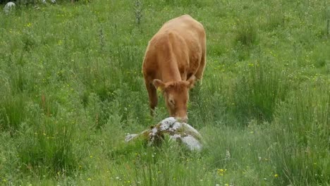 Ireland-The-Burren-With-Brown-Cow-Grazing-Zoom