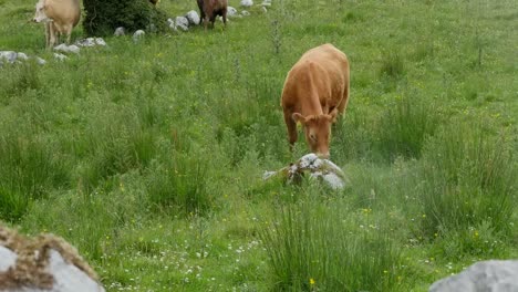 Ireland-The-Burren-With-Brown-Cow-Grazing