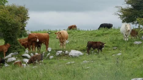 Irland-Der-Burren-Mit-Vieh-In-Der-Weidepfanne
