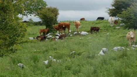 Irlanda-El-Burren-Con-Ganado-En-Pasto