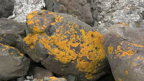 Northern-Ireland-Antrim-Zooms-On-Orange-Lichens