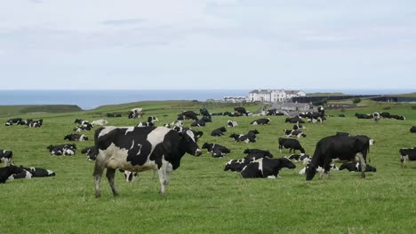 Las-Vacas-Lecheras-De-Irlanda-Del-Norte-Pastan-Cerca-De-La-Costa