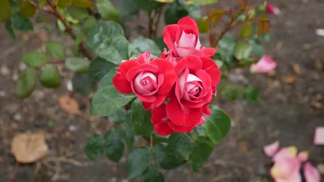 Korallenrote-Rose-In-Irland-Rose