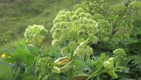 Island-Angelica-Eine-Heilpflanze-Mit-Insekten