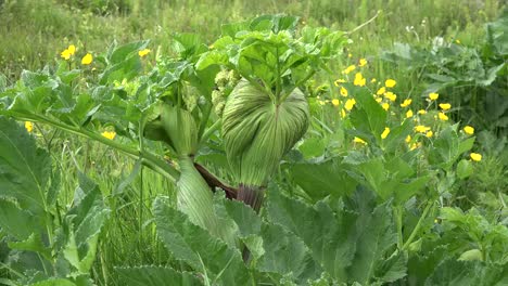 Islandia-Angelica-Planta-Y-Flores-Amarillas