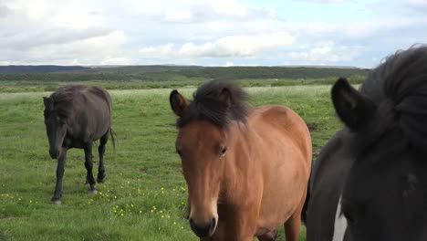 Acercamiento-A-Los-Caballos-De-Islandia