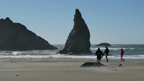 Oregon-Boy-Runs-From-Dead-Seal