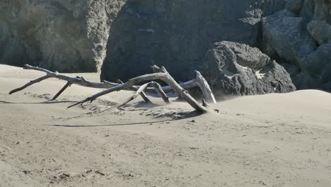 Oregon-Sand-Blows-Past-Driftwood