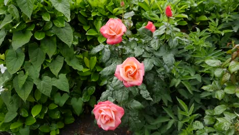 Peach-Roses-In-Ireland-