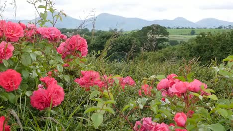 Pink-Roses-And-Mourne-Mountains-