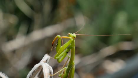 Praying-Mantis-Grooming-Closeup