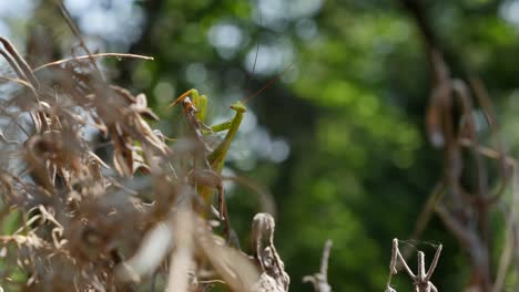 Praying-Mantis-On-Dead-Foliage-Comes-Into-Focus