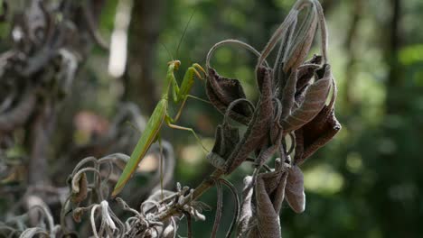 Praying-Mantis-On-Dead-Foliage