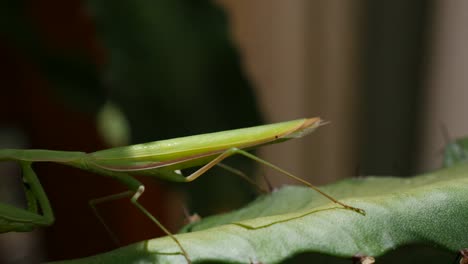 Praying-Mantis-On-Euphorbia-Closer-Moves-Left