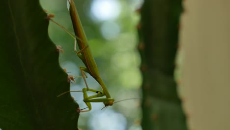 Praying-Mantis-On-Euphorbia-Grooms-Leg