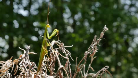 Praying-Mantis-Perched-In-Sun