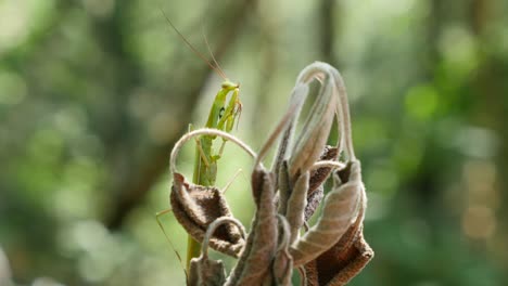 Praying-Mantis-Perching-On-Dead-Foliage-Grooming