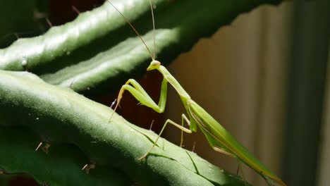 Mantis-Religiosa-Vista-Lateral