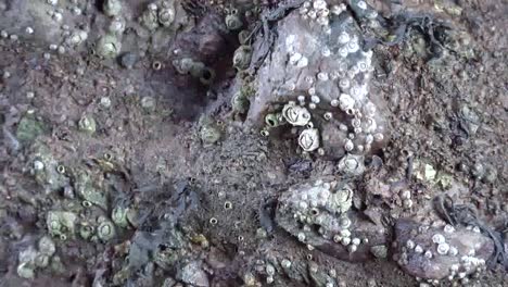 Barnacles-On-Rocks