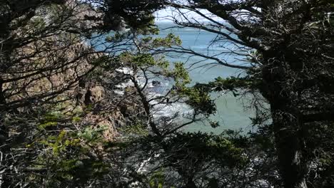 Canada-Bay-Of-Fundy-Past-Branches