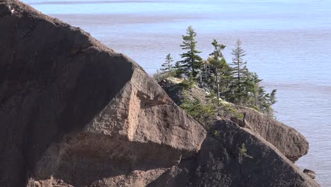 Canada-Bay-Of-Fundy-Trees-And-Rocks