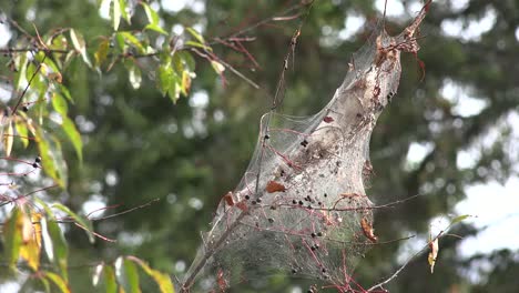 Canada-Nova-Scotia-Caterpillar-Web