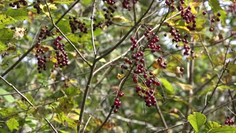 Canada-Nova-Scotia-Dark-Red-Berries-On-A-Shrub