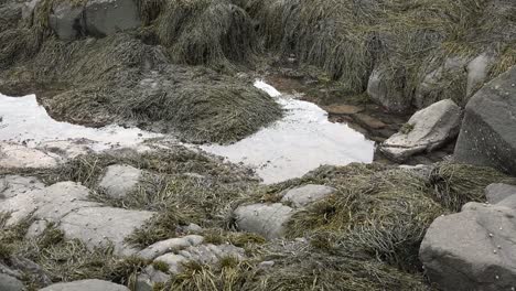 Canada-Nova-Scotia-Tide-Pool-With-Seaweed