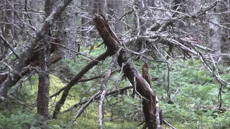 Canada-Nova-Scotia-View-Of-Forest-With-Dead-Tree