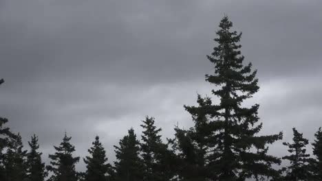 Canada-Forest-Under-Cloudy-Sky