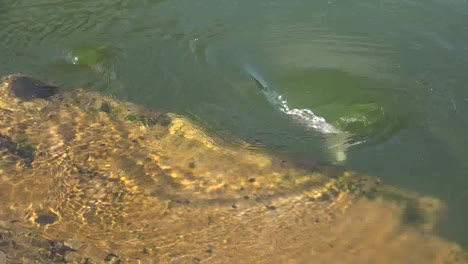 Kanada-Reservoir-Paar-Whirlpools