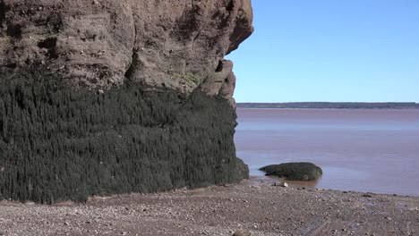 Canada-Seaweed-On-Rocks-At-Hopewell-Rocks