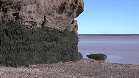 Kanada-Algen-Auf-Felsen-Bei-Hopewell-Rocks