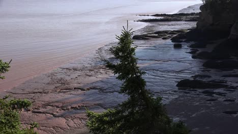 Canada-Tree-Hangs-Over-Mud-Flats-At-Hopewell-Rocks