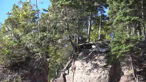 Árboles-De-Canadá-En-Las-Cimas-De-Los-Acantilados-De-Hopewell-Rocks