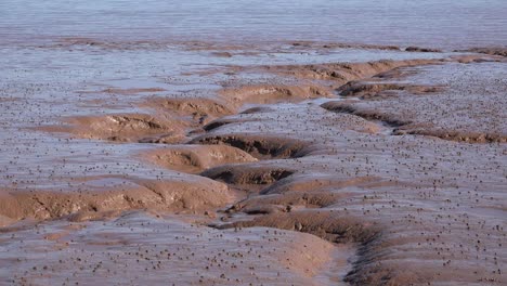 Canada-Water-Laps-On-Bay-Of-Fundy-Mud-Flat
