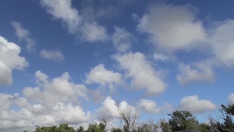 Florida-Everglades-Clouds-Above-Trees-Time-Lapse-Pan