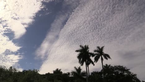 Cielo-De-Los-Everglades-De-Florida-Con-Tres-Tipos-De-Nubes,-Franja-De-Cielo-Azul-Y-Lapso-De-Tiempo-De-Palmeras