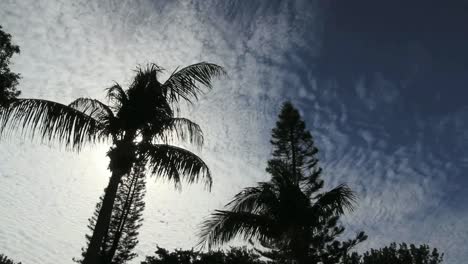 Florida-Dramáticas-Palmeras-Y-Nubes