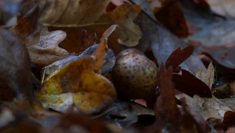 Oregon-Speckled-Gall-And-White-Oat-Leaves