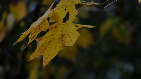 Hojas-Amarillas-De-Oregon-En-Un-Día-Húmedo