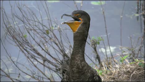 Florida-Everglades-Kormoranatmung