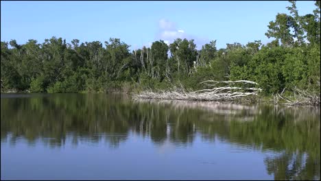 Florida-Everglades-Öko-Teichvögel,-Die-An-Bäumen-Vorbeifliegen