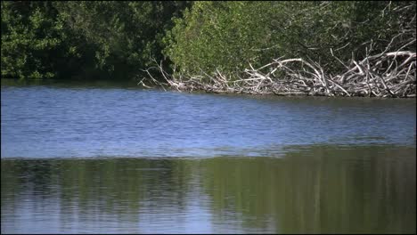 Florida-Everglades-Eco-Pond-Egret-Vuela-Pasado