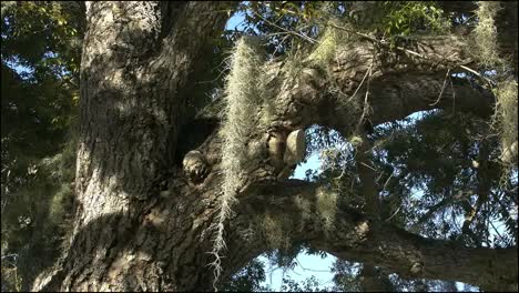 Florida-Everglades-Spanish-Moss-Sways-In-Breeze